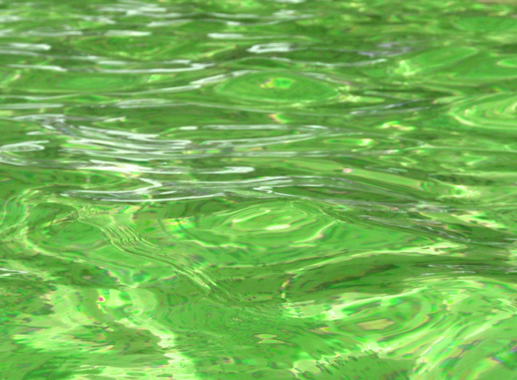 blue green algae pool