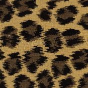 Cheeta Safari
